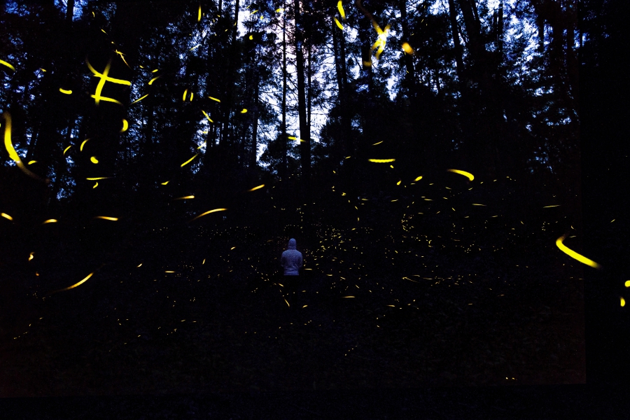 Transportación Holiday Inn Tlaxcala +Santuario de las Luciérnagas MX