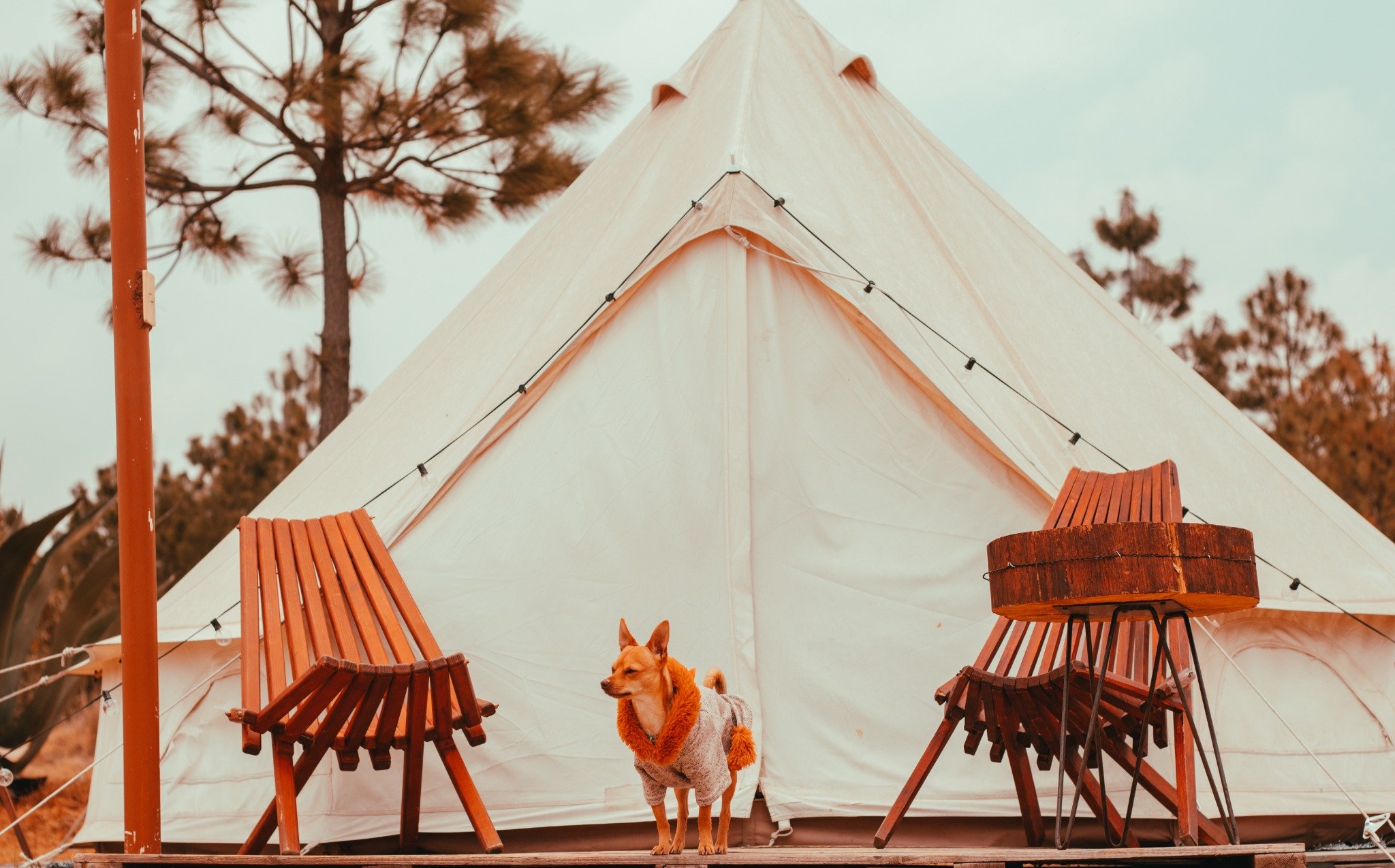 Santuario de las Luciérnagas Pet Friendly: viaja con tu mascota sin preocupaciones