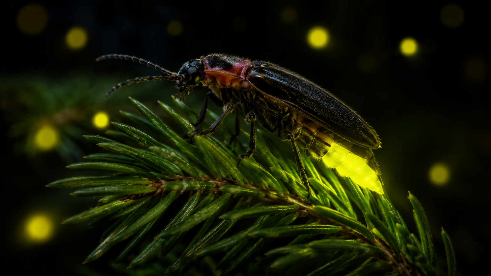 ¿Cómo se Reproducen las Luciérnagas? La Ciencia del Avistamiento en Nanacamilpa