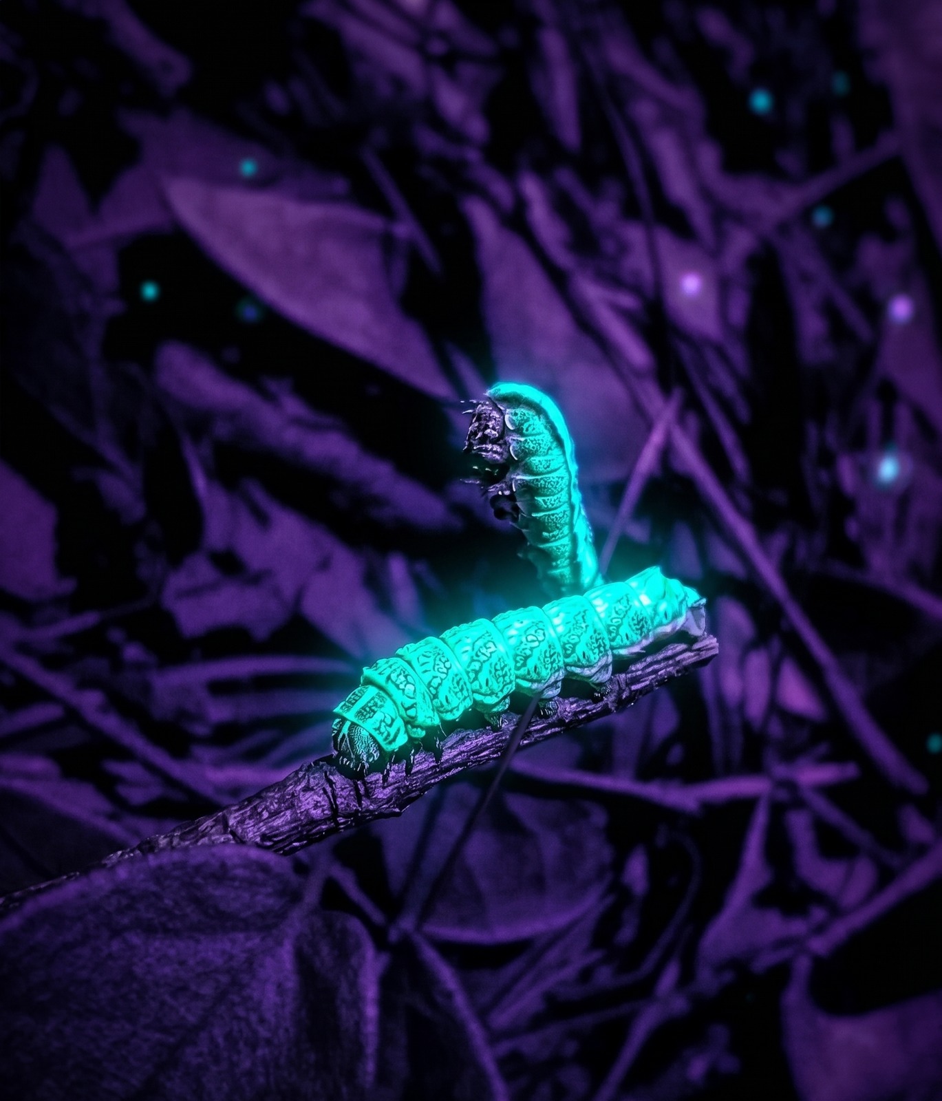 Safari Bioluminiscente + Entrada al Santuario de las Luciérnagas MX