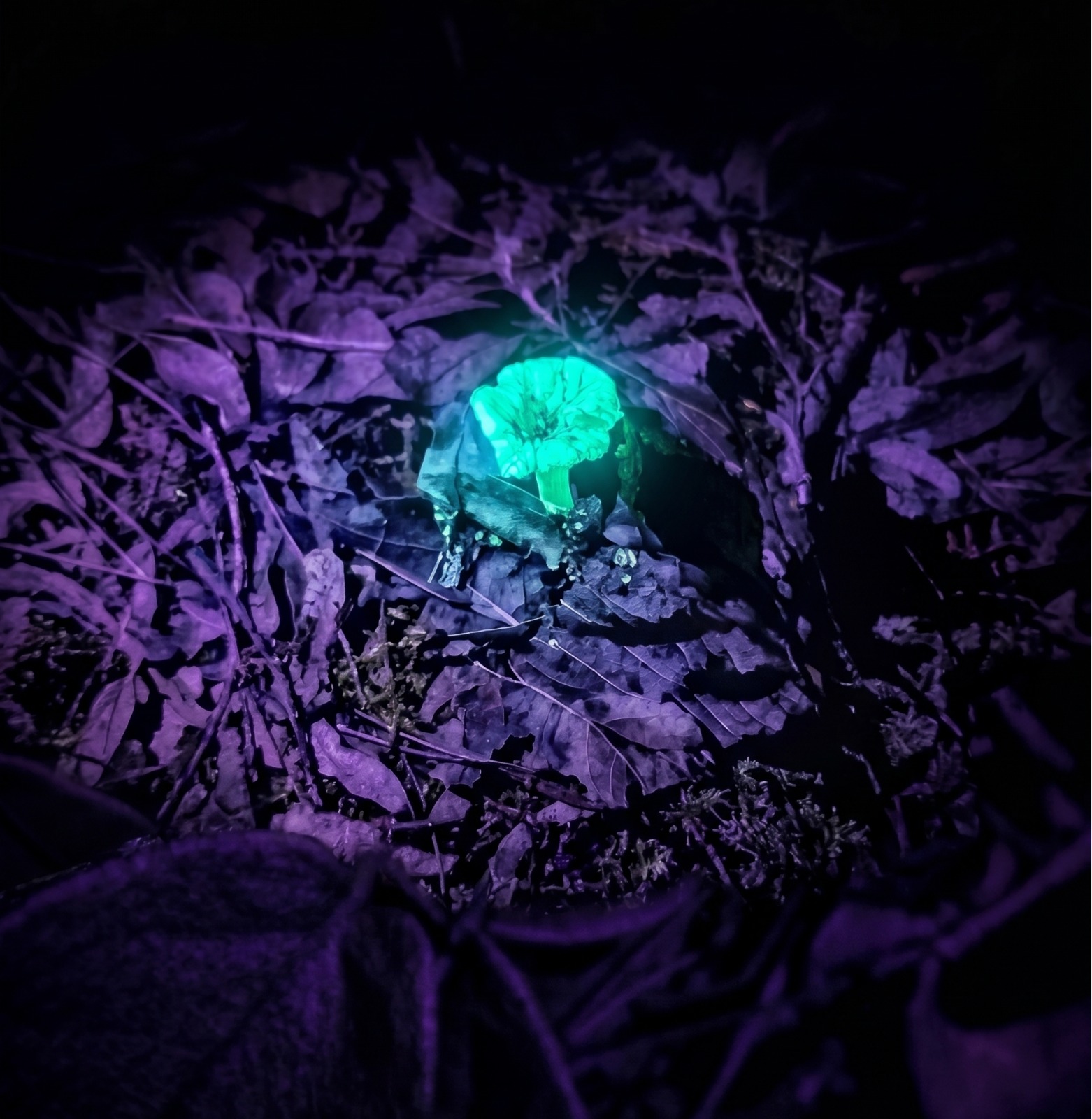 Safari Bioluminiscente + Entrada al Santuario de las Luciérnagas MX