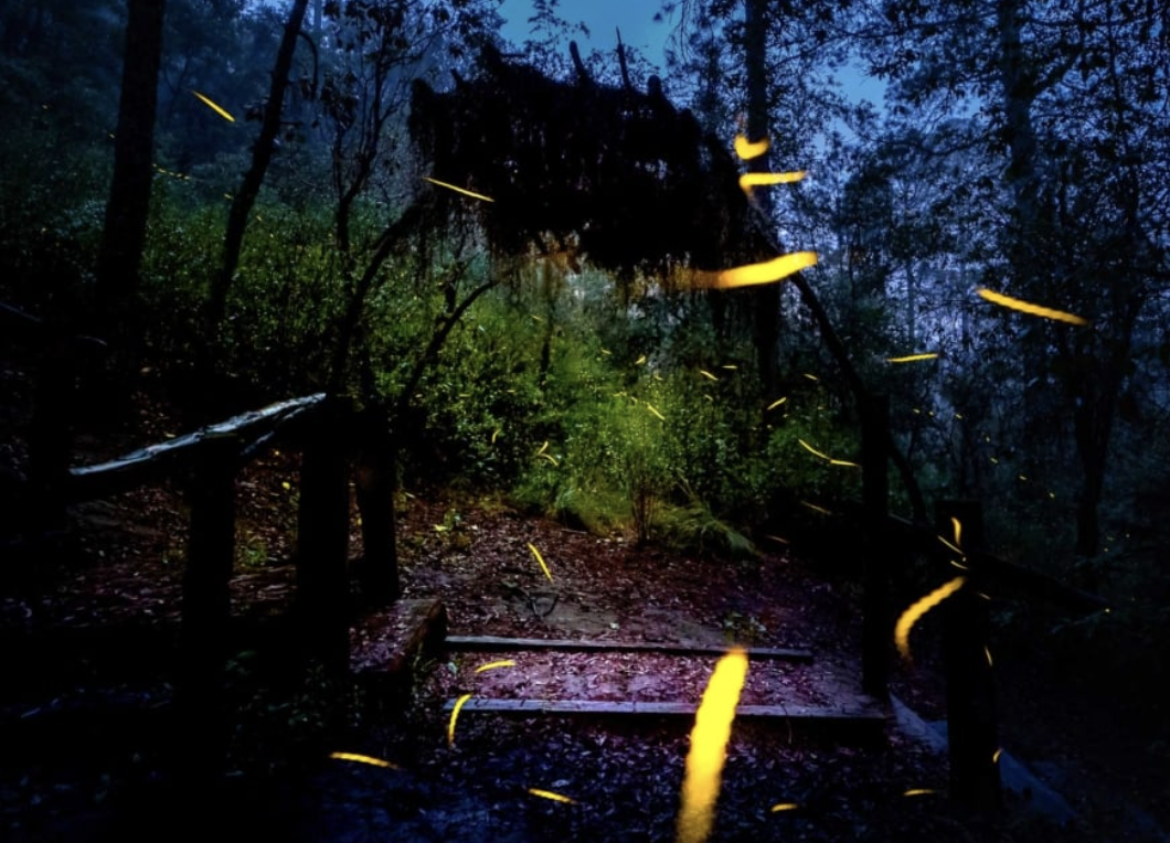 Safari Bioluminiscente + Entrada al Santuario de las Luciérnagas MX