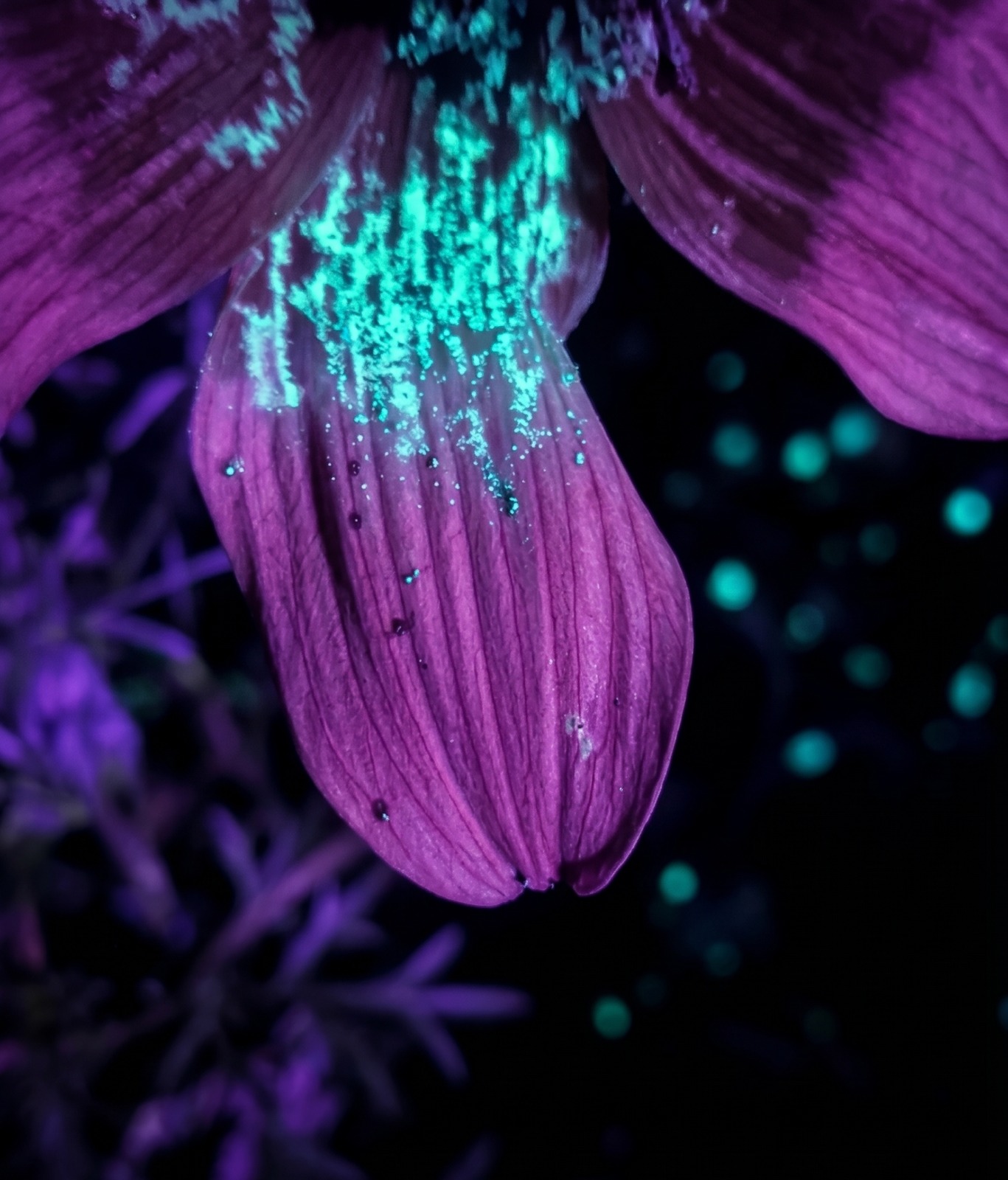 Safari Bioluminiscente