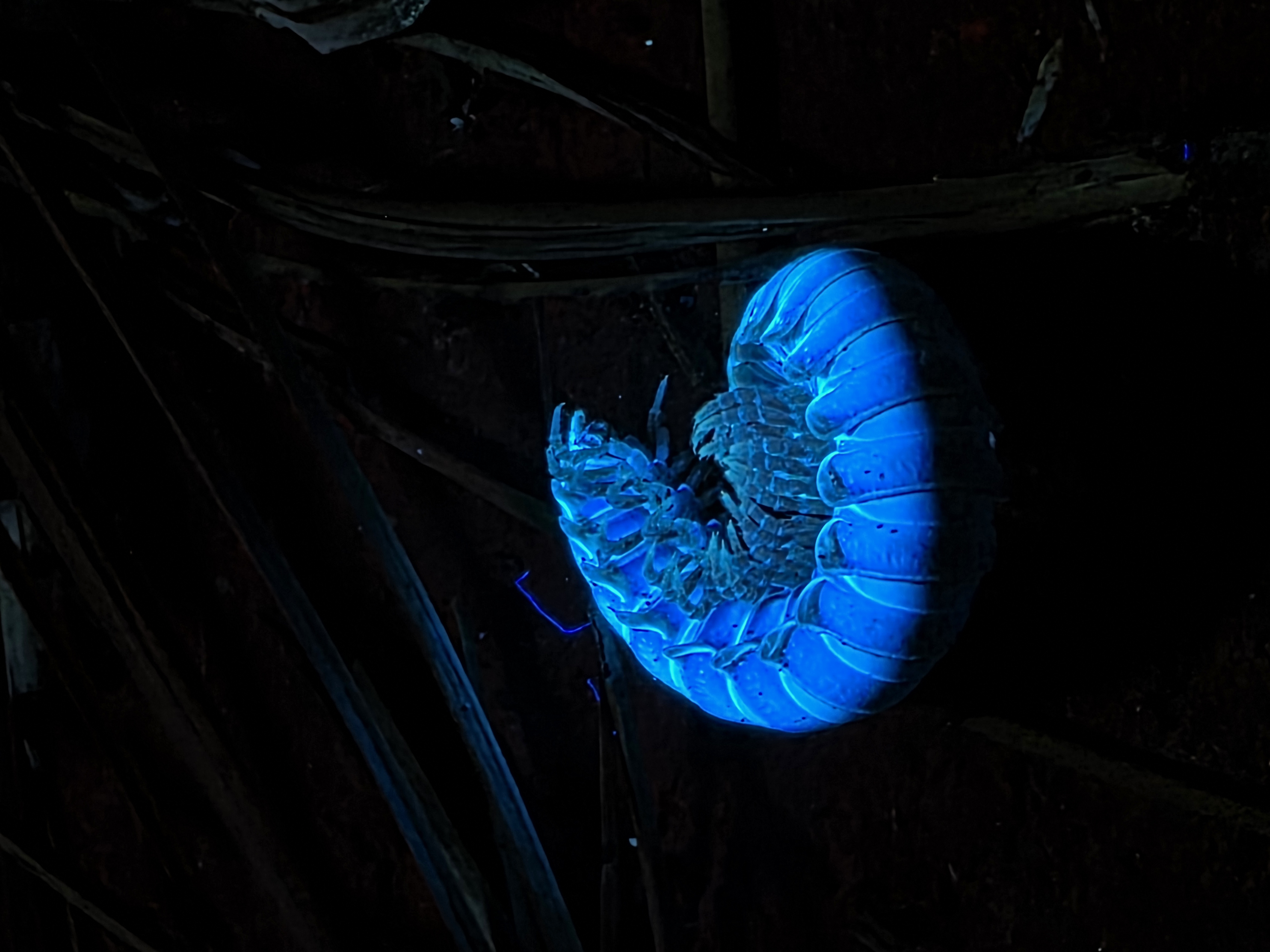 Vegetación fluorescente bajo luz ultravioleta en caminata nocturna guiada en Tlaxcala