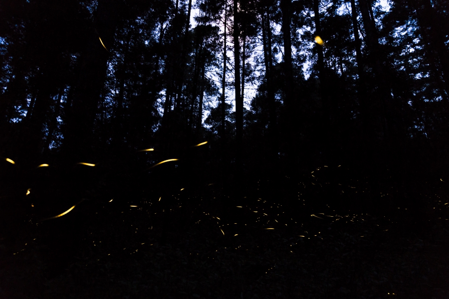 Transportación Val'Quirico + Santuario de las Luciérnagas MX 