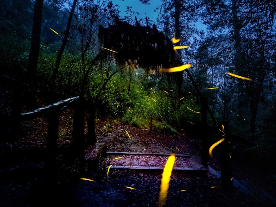 Transportación Val'Quirico + Santuario de las Luciérnagas MX 